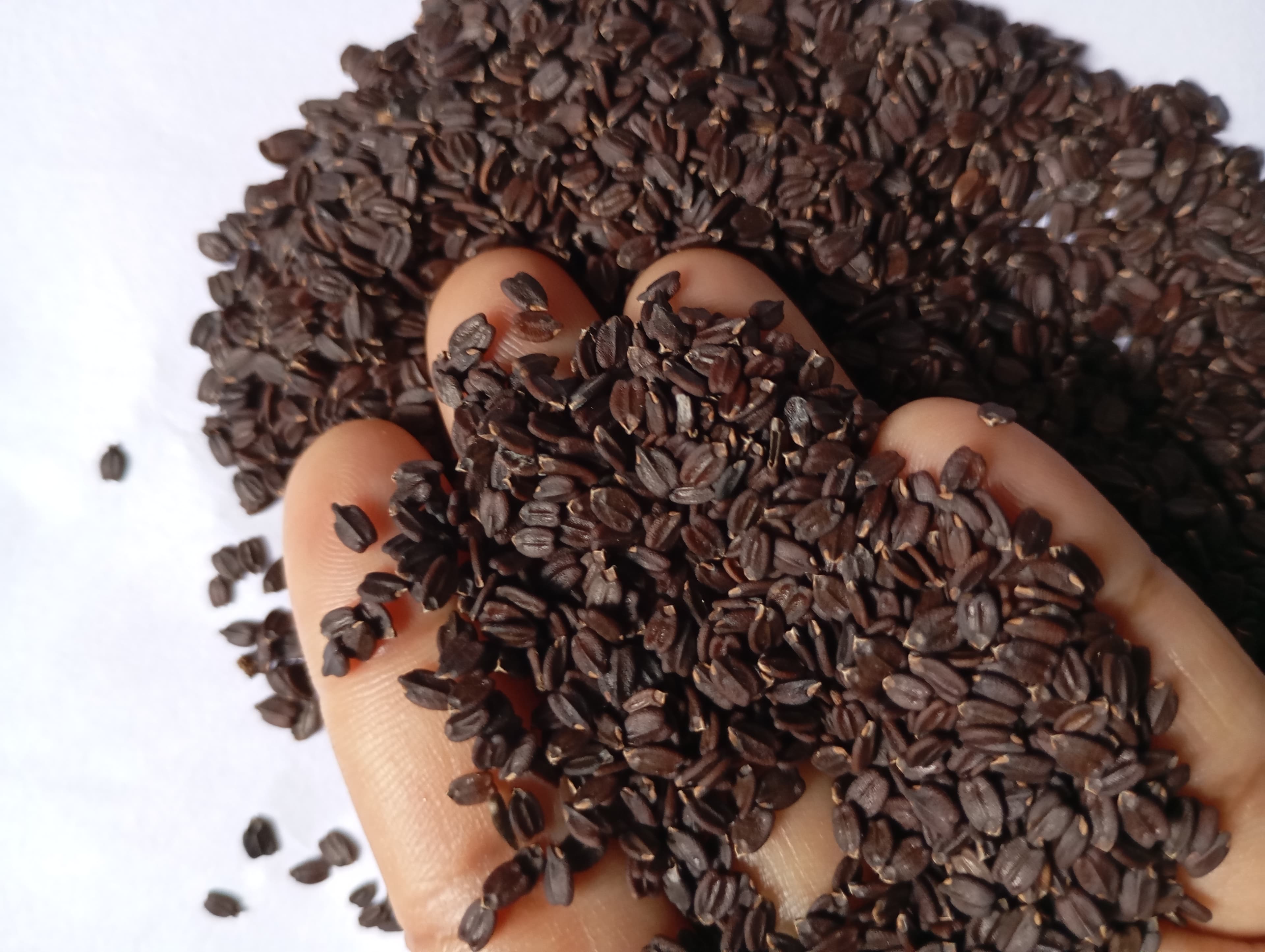 Ban Silam / Bansilam A grade 100% Original | Bansilam Orangic and Pure Best Quality