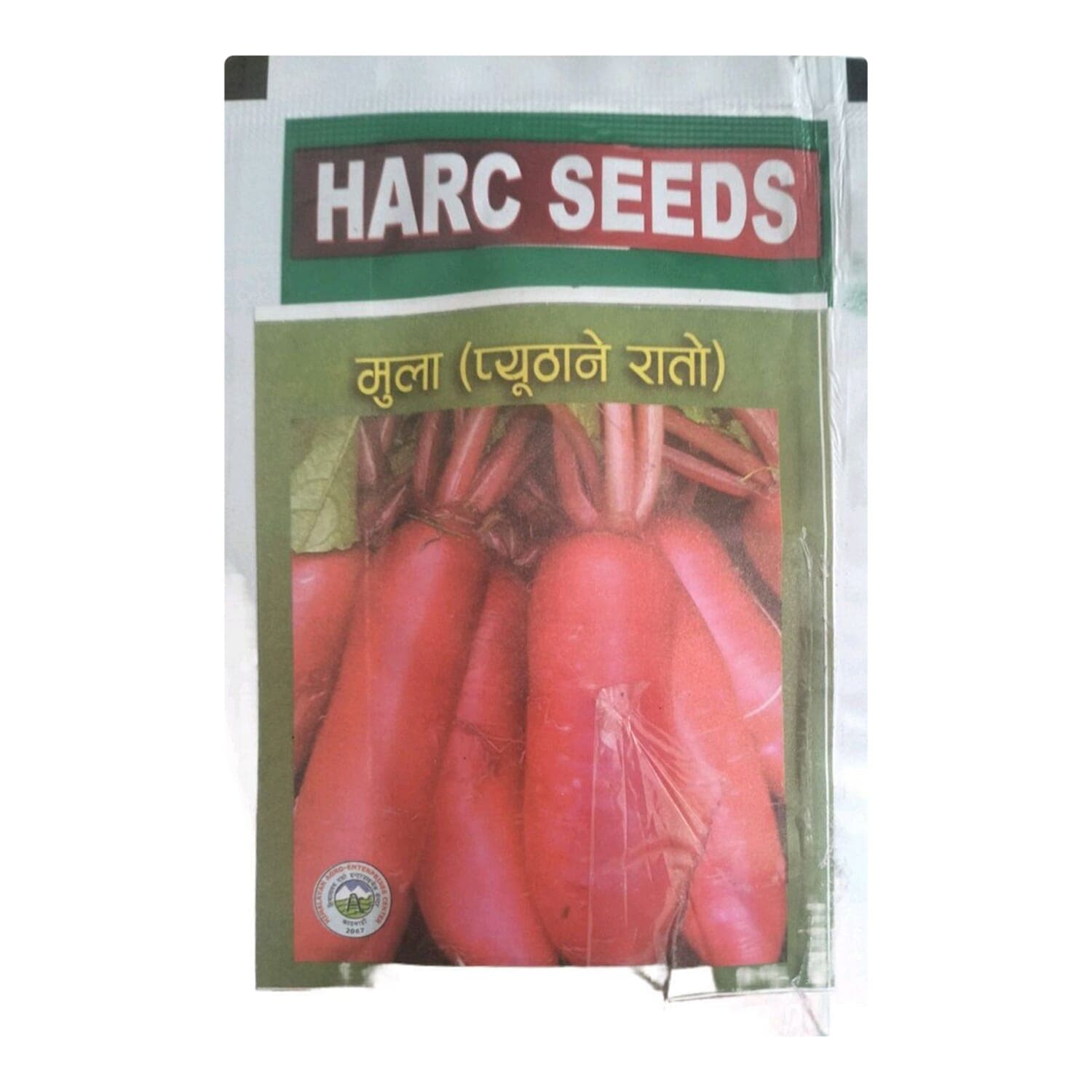 1 Pieces Of Red Color Of Radhish seed Rato Mula Phythaune Mula 