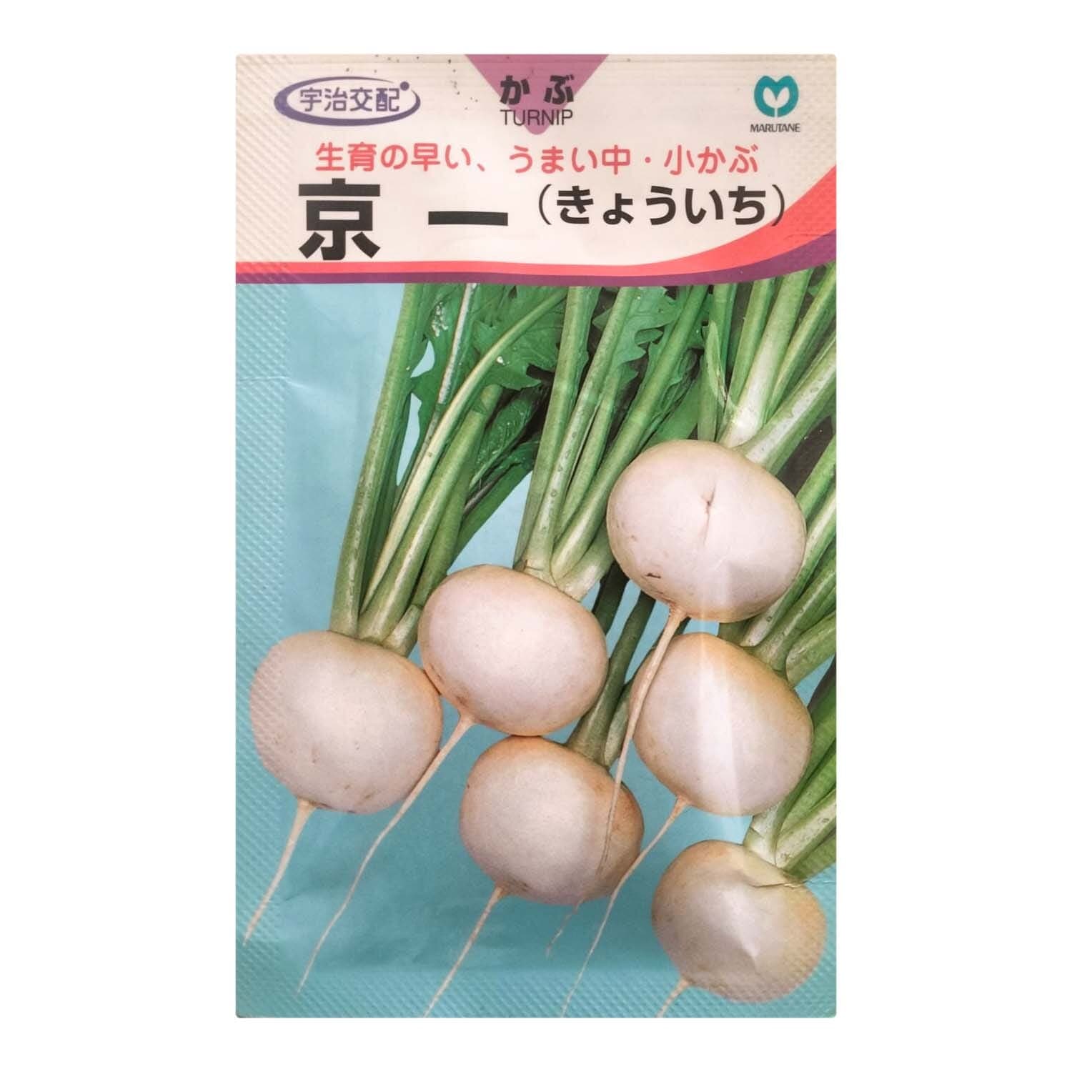 1 Pieces Of 10 Gm of White Turnip Snow Top F1 International Productivity Hybrid Seeds 